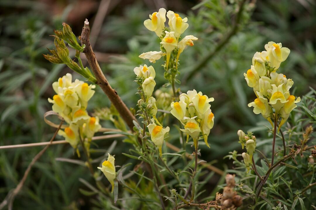 Roślina Toadflax do leczenia grzybów